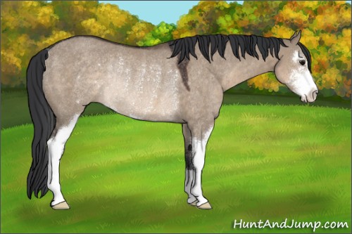Horse Color:Brown Dun Sabino Rabicano 