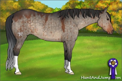 Horse Color:Brown Dun 