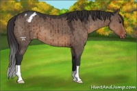 Horse Color:Brown Dun Appaloosa 