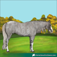 Horse Color:Silver Blue Roan Splash Tobiano  and Gray Silver Blue Roan Splash Tobiano 