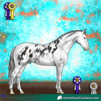 Horse Color:Liver Chestnut Tobiano Appaloosa 