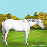 Horse Color:Grullo Tobiano Snowcap 