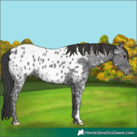 Horse Color:Black Ice Appaloosa