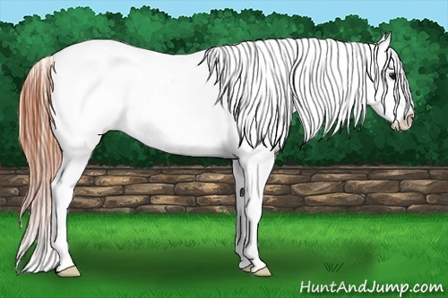 Horse Color:White Spotted Classic Champagne Tobiano Blanket