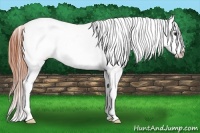 Horse Color:White Spotted Classic Champagne Tobiano Blanket