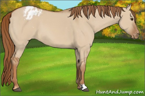 Horse Color:Red Dun Appaloosa 