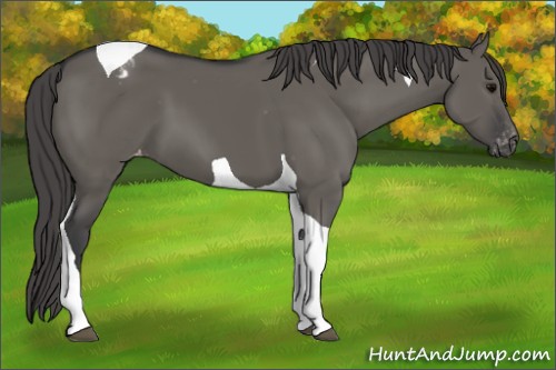 Horse Color:Grullo Tobiano Appaloosa 