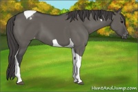 Horse Color:Grullo Tobiano Appaloosa 