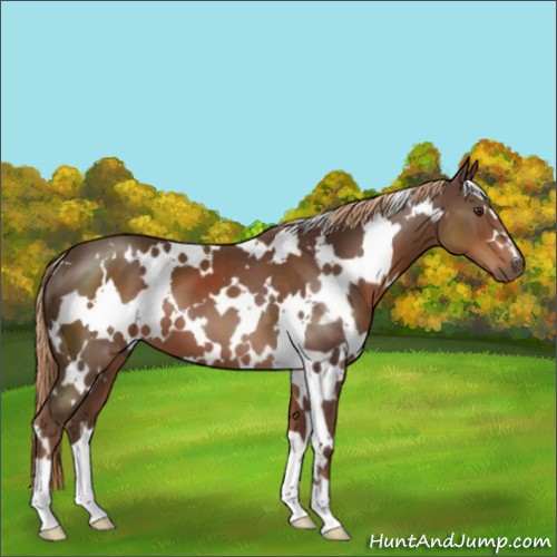 Horse Color:White Spotted Liver Chestnut 