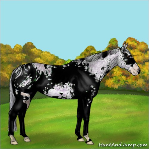 Horse Color:ERROR: UNKNOWN ANOMALY