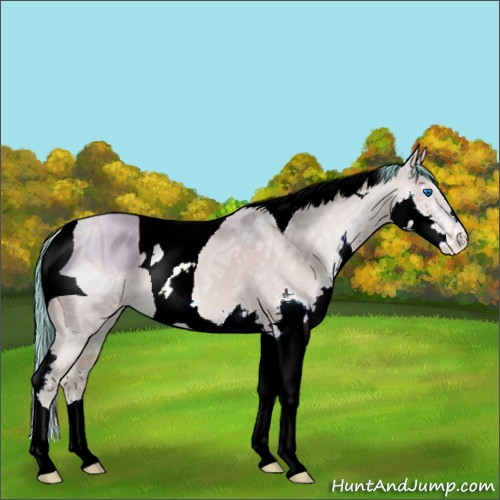 Horse Color:ERROR: UNKNOWN ANOMALY