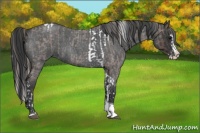 Horse Color:Silver Blue Roan Splash Tobiano  and Blue Roan Splash Tobiano 