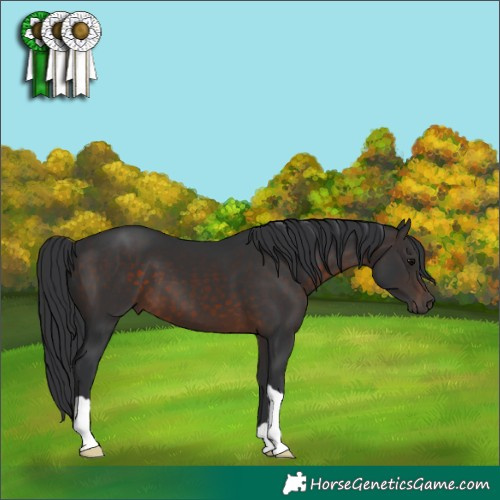 Horse Color:Brown 