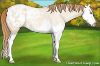 Horse Color:Gold Champagne Dun Splash Appaloosa 