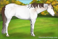 Horse Color:White Spotted Amber Champagne Tobiano Appaloosa 