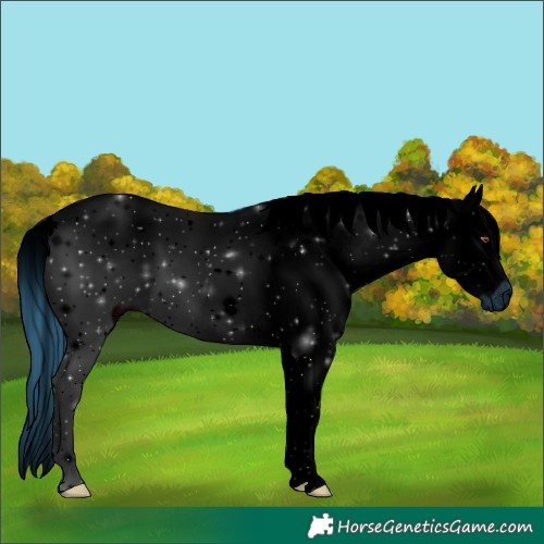 Horse Color:ERROR: UNKNOWN ANOMALY