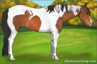 Horse Color:Bay Tobiano Appaloosa 