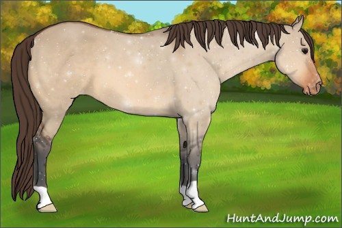 Horse Color:Bay Dun Appaloosa 