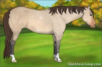 Horse Color:Bay Dun Varnish 