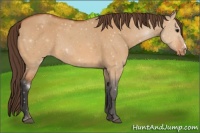 Horse Color:Bay Dun Appaloosa 