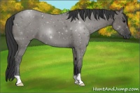 Horse Color:Grullo Roan 