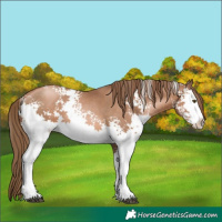 Horse Color:White Spotted Liver Chestnut Pearl 