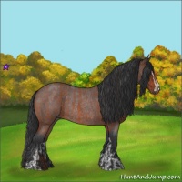 Horse Color:Bay Roan Sabino Rabicano  and Brown Roan Sabino Rabicano 