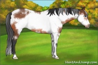 Horse Color:White Spotted Bay Frame Rabicano