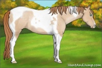 Horse Color:Smoky Black Pearl Tobiano Rabicano