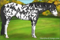 Horse Color:Black Sabino Appaloosa 