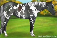 Horse Color:White Spotted Black 
