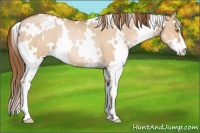 Horse Color:White Spotted Bay Pearl Dun Sabino Rabicano
