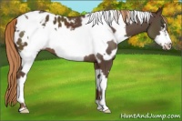 Horse Color:White Spotted Liver Chestnut Frame Appaloosa