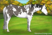 Horse Color:White Spotted Grullo Splash