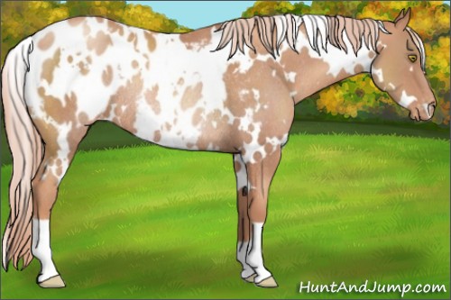 Horse Color:White Spotted Gold Champagne Appaloosa Rabicano