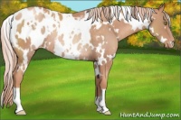 Horse Color:White Spotted Gold Champagne Appaloosa Rabicano 