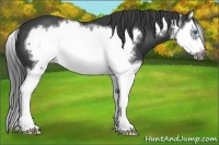 Horse Color:Black Splash Frame