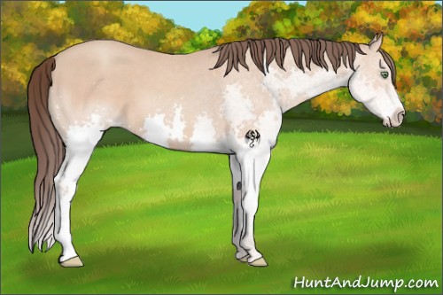 Horse Color:Amber Champagne Splash 