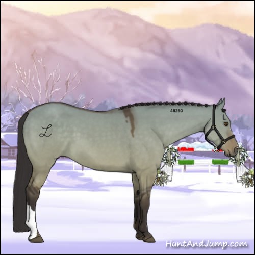 Horse Color:Buckskin Dun