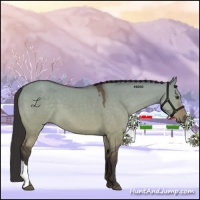 Horse Color:Buckskin Dun 