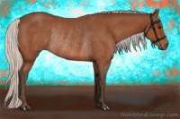 Horse Color:Silver Bay Rabicano