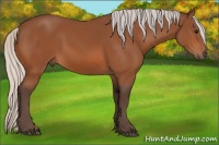 Horse Color:Silver Bay Rabicano 