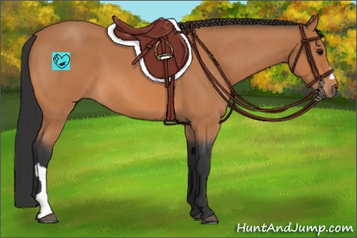 Horse Color:Bay Roan 