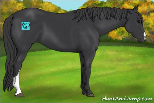 Horse Color:Black 