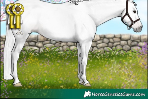 Horse Color:Gray Bay Rabicano