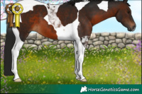 Horse Color:Gray Brown Tobiano 