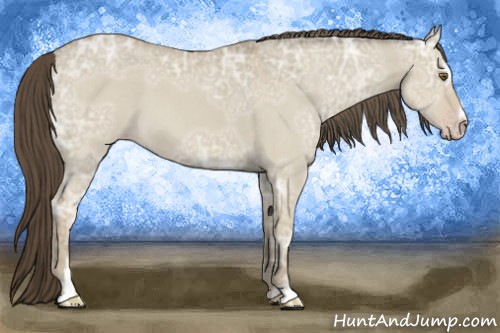 Horse Color:Classic Cream Champagne Ice Roan Dun Sabino 