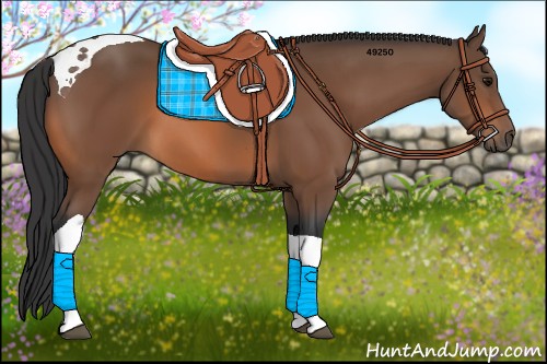 Horse Color:Bay Tobiano 