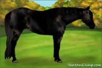 Horse Color:Void White Spotted Bay Dun Splash Appaloosa 