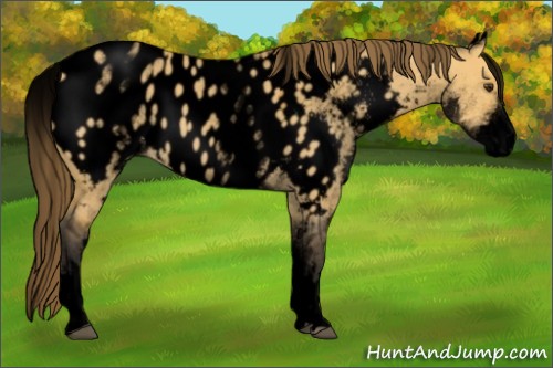 Horse Color:Void White Spotted Buckskin Roan Dun Appaloosa 